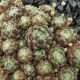 Sempervivum ASHES OF ROSES