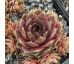 Sempervivum ANITTE