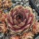Sempervivum ANITTE