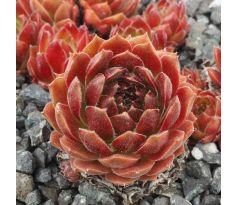 Sempervivum ACCORD