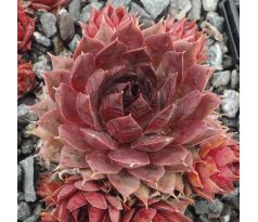 Sempervivum BLOOD TIP