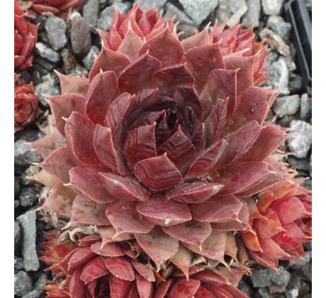 Sempervivum BLOOD TIP