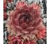 Sempervivum BLOOD TIP