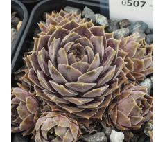 Sempervivum CONTESSA