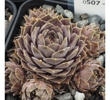 Sempervivum CONTESSA