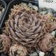 Sempervivum CONTESSA