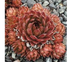 Sempervivum BRONZE PASTEL