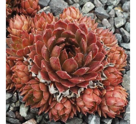 Sempervivum BRONZE PASTEL