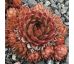 Sempervivum BRONZE PASTEL