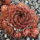 Sempervivum BRONZE PASTEL