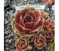 Sempervivum COLLAGE
