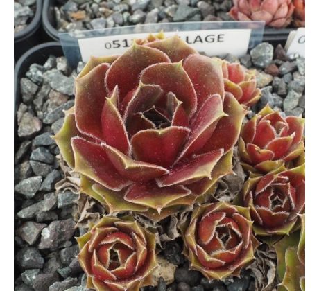 Sempervivum COLLAGE