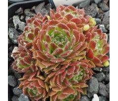 Sempervivum CYCLOPS