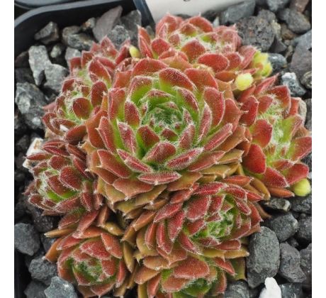 Sempervivum CYCLOPS