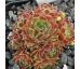 Sempervivum CYCLOPS