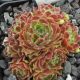 Sempervivum CYCLOPS