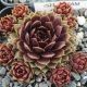 Sempervivum DREAM CATCHER