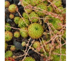 Sempervivum OCTOPLODES