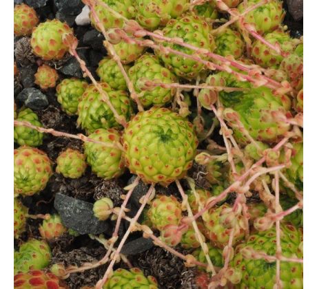 Sempervivum OCTOPLODES