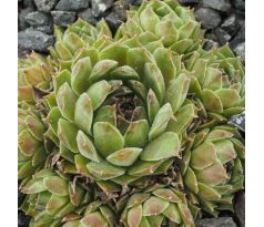 Sempervivum EISSTERN