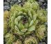 Sempervivum EISSTERN
