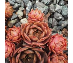 Sempervivum EMERALD EMPRESS