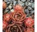 Sempervivum EMERALD EMPRESS