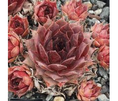 Sempervivum ESMA
