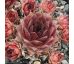Sempervivum ESMA