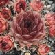 Sempervivum ESMA