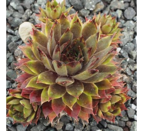 Sempervivum ESTHETIQUE DU MAL