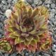 Sempervivum ESTHETIQUE DU MAL