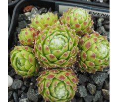 Sempervivum EVENING GLOW