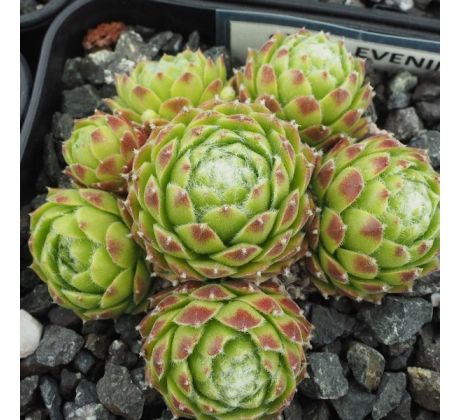 Sempervivum EVENING GLOW