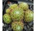 Sempervivum EVENING GLOW