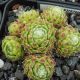 Sempervivum EVENING GLOW