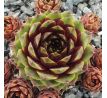 Sempervivum EYJAFJALLA