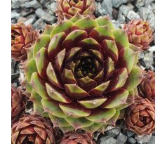 Sempervivum EYJAFJALLA
