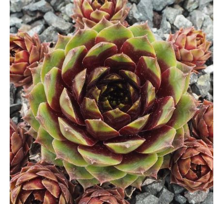 Sempervivum EYJAFJALLA