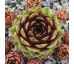 Sempervivum EYJAFJALLA