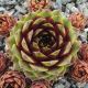 Sempervivum EYJAFJALLA