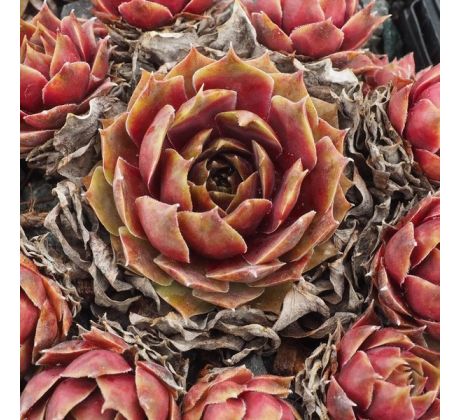 Sempervivum FAME