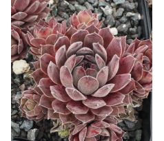 Sempervivum GREY DAWN