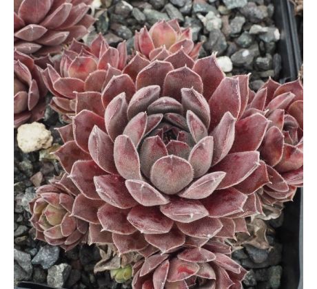 Sempervivum GREY DAWN