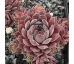 Sempervivum GREY DAWN