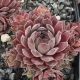 Sempervivum GREY DAWN