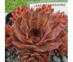 Sempervivum STARSHINE