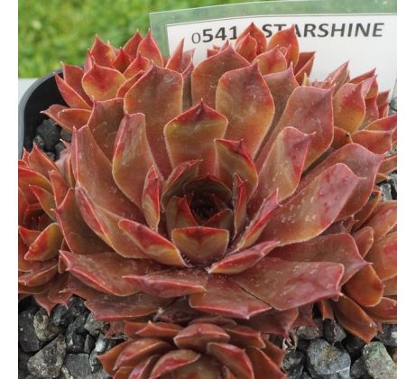 Sempervivum STARSHINE