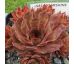 Sempervivum STARSHINE