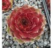 Sempervivum RUBIN